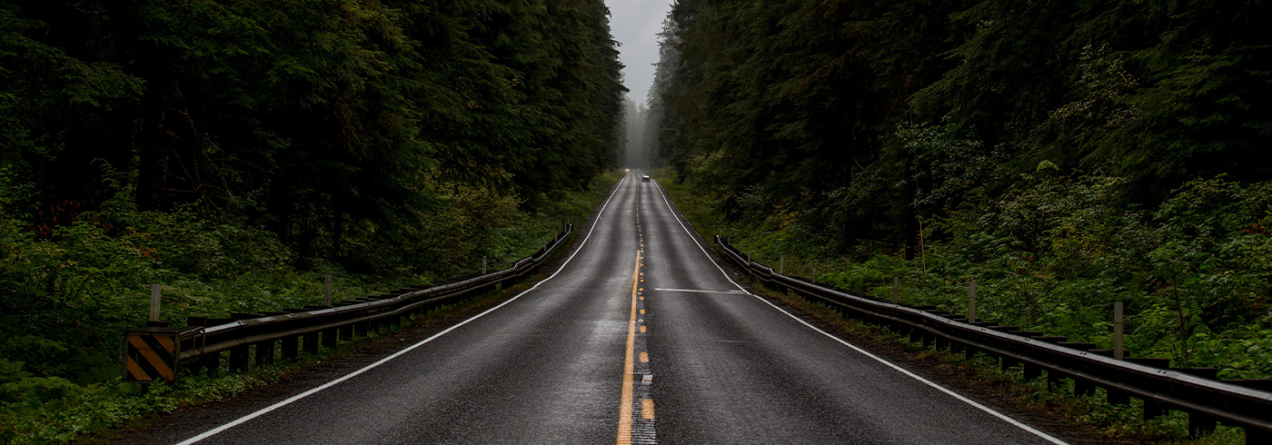 road surrounded by trees